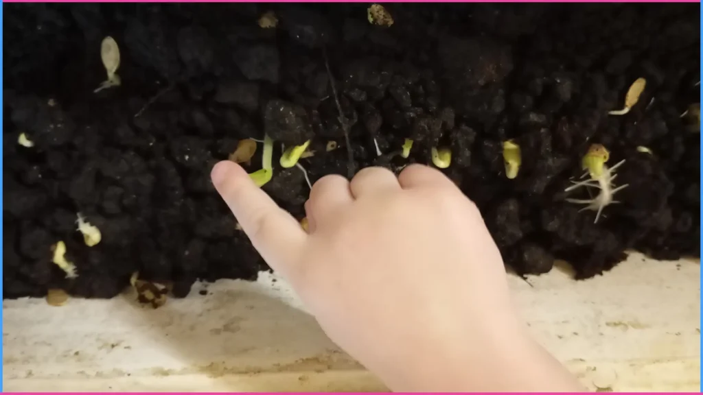 Növényültetős játék az időbeli sorrendiség gyakorlásához 